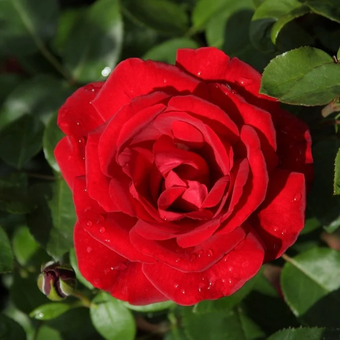 Kletterrose ‘Santana’®