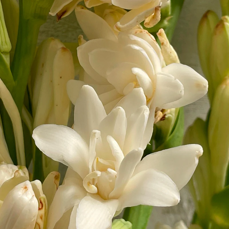 Tuberose The Pearl (x3)