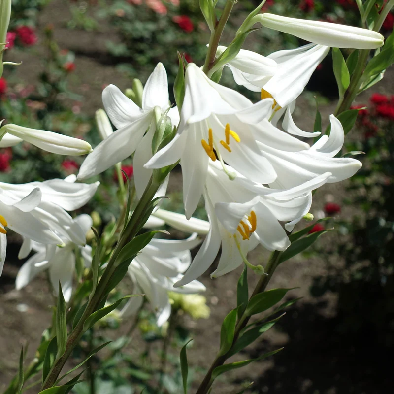 Madonnenlilien (x2)
