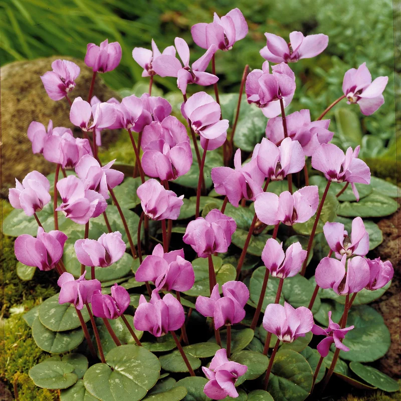 Alpenveilchen 'Coum' (x3)