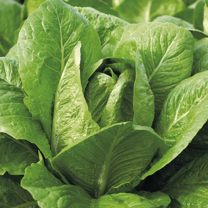 Römersalat ‘Blonde maraichere’