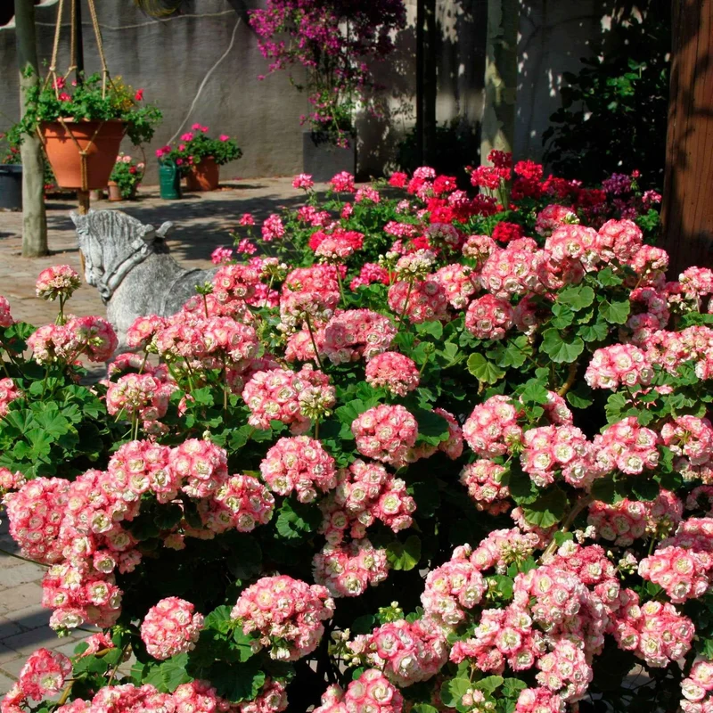 Geranie 'Appleblossom' (x3)