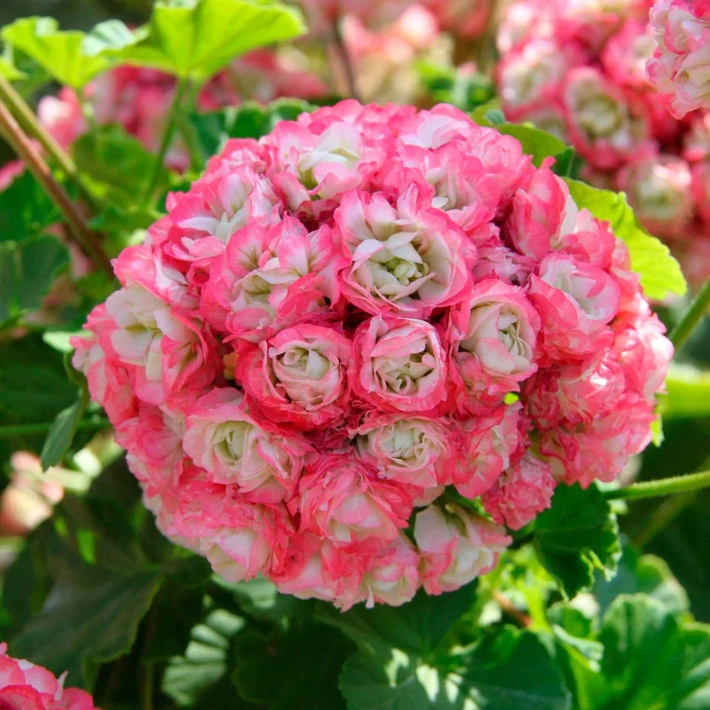 Geranie 'Appleblossom' (x3)