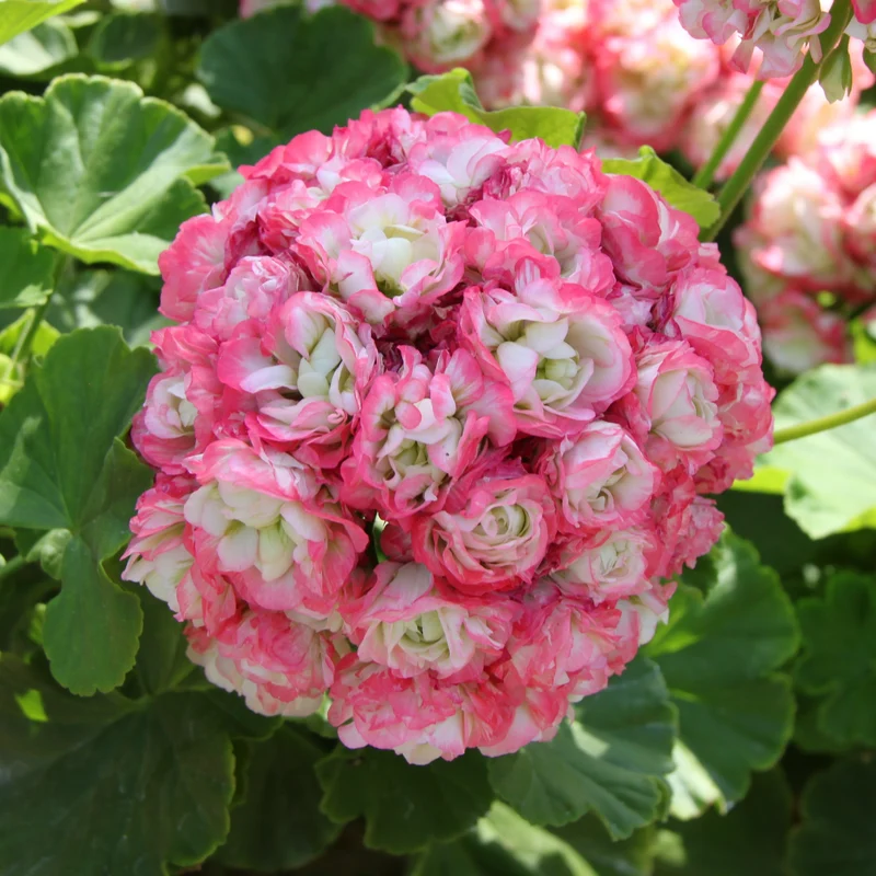 Geranie 'Appleblossom' (x3)