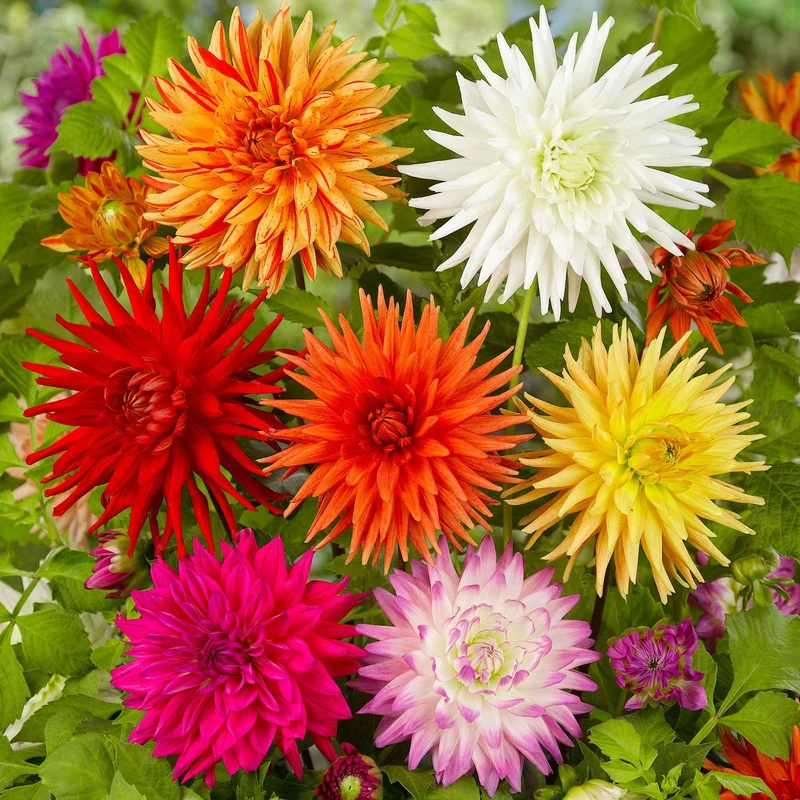 Dahlie Mischung 'Cactus' (x10)