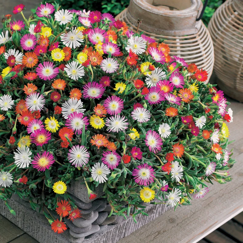 Mittagsblumen Mischung (x3)