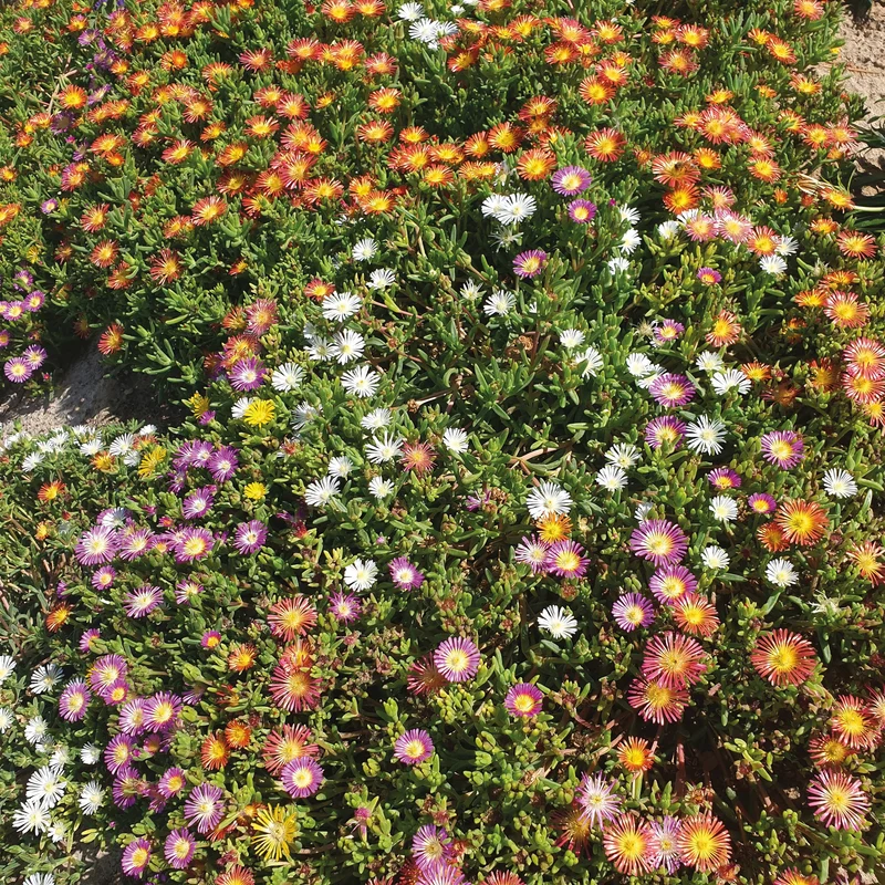 Mittagsblumen Mischung (x3)