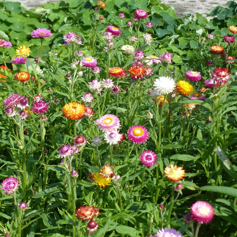Strohblumen Mischung