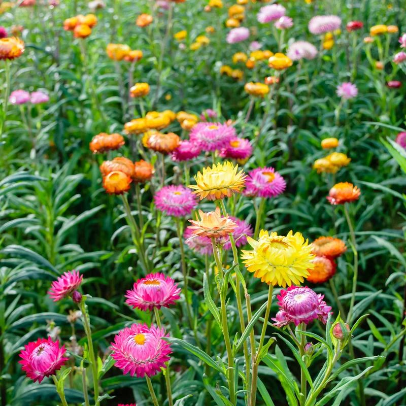 Strohblumen Mischung