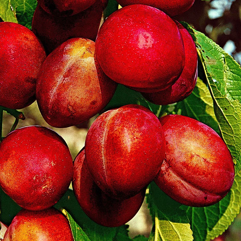 Pflaume 'Reine Victoria'