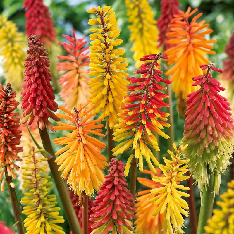 Raketenblumen Mischung (x3)