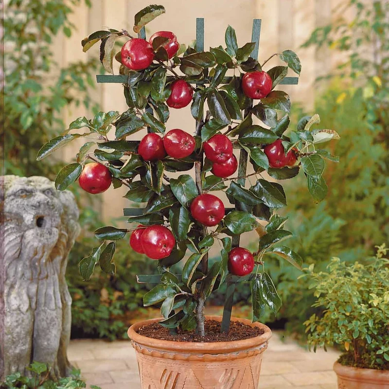 Zwerg-Apfelbaum Braeburn