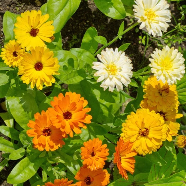 Doppelte Ringelblumen Mischungen