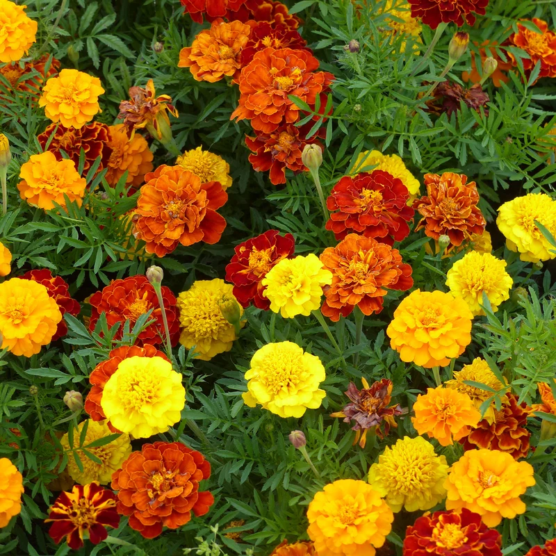 Niedrige Studentenblume