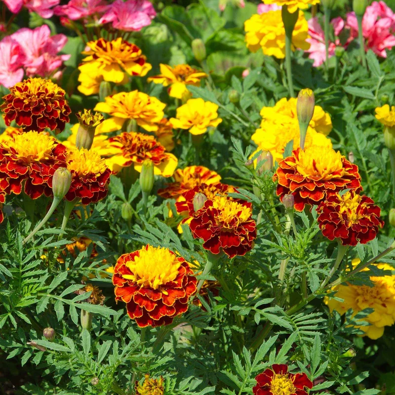 Niedrige Studentenblume