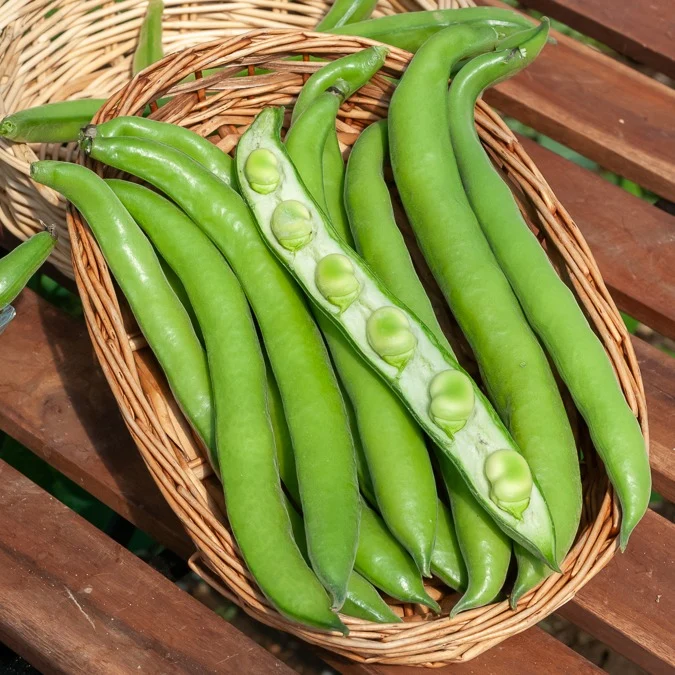 Ackerbohne Aguadulce