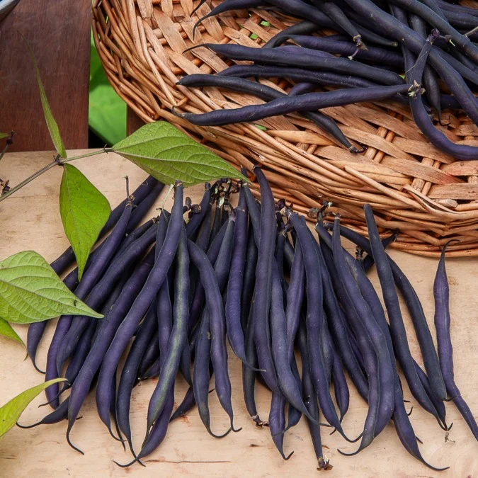 Stangenbohne mit violetten Hülsen