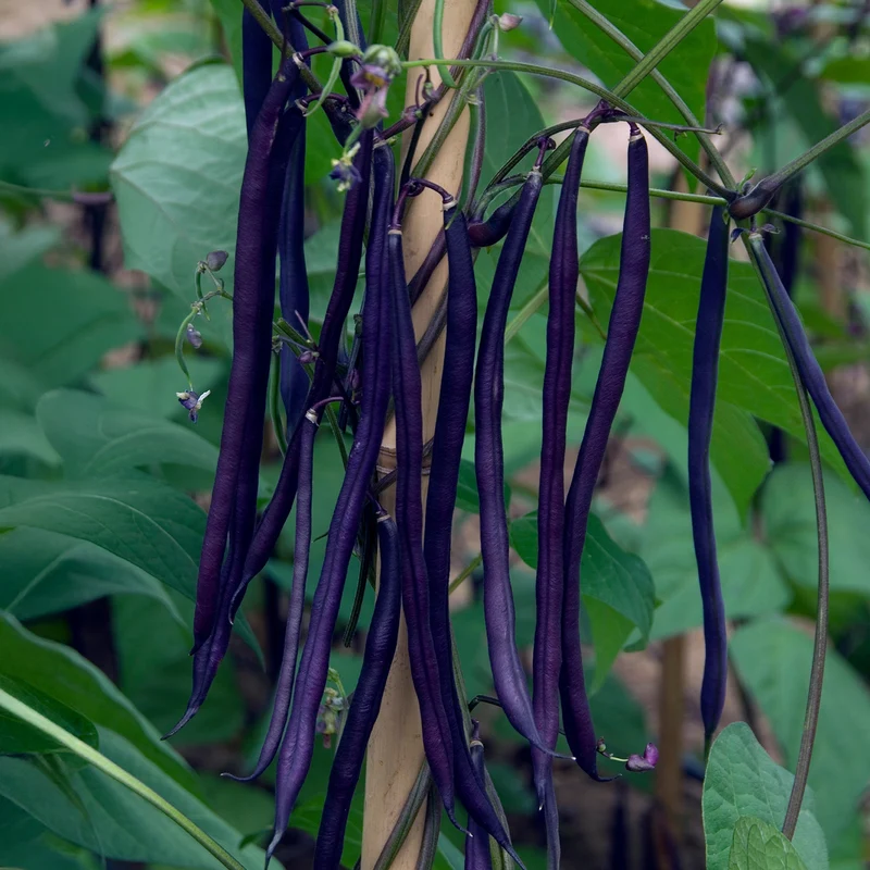 Stangenbohne mit violetten Hülsen