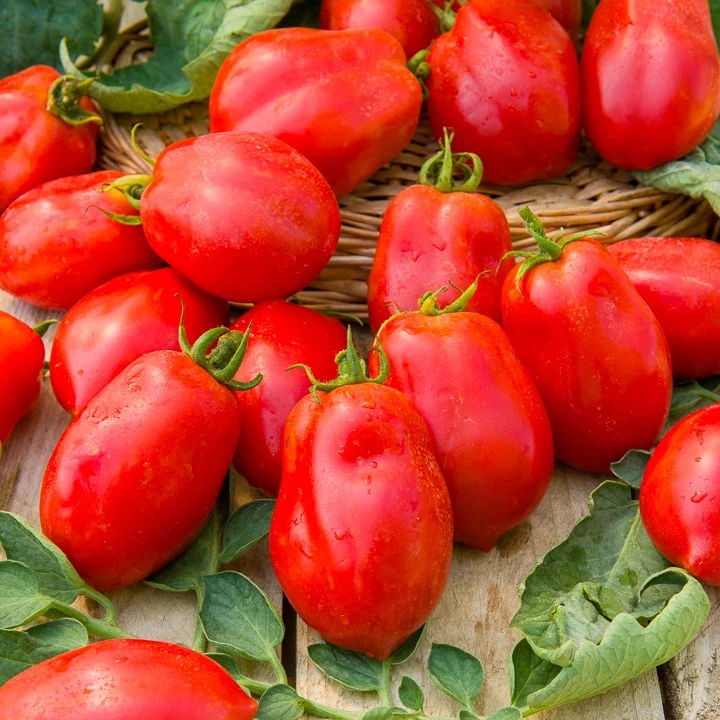 Tomate ‘Roma’ VF