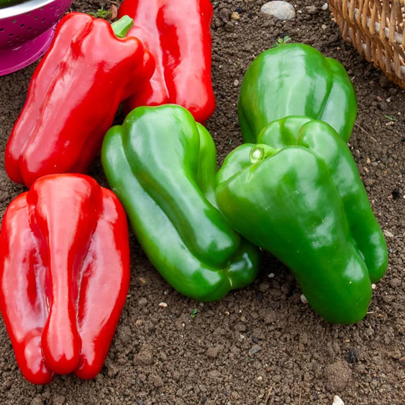 Paprika Lamuyo F1