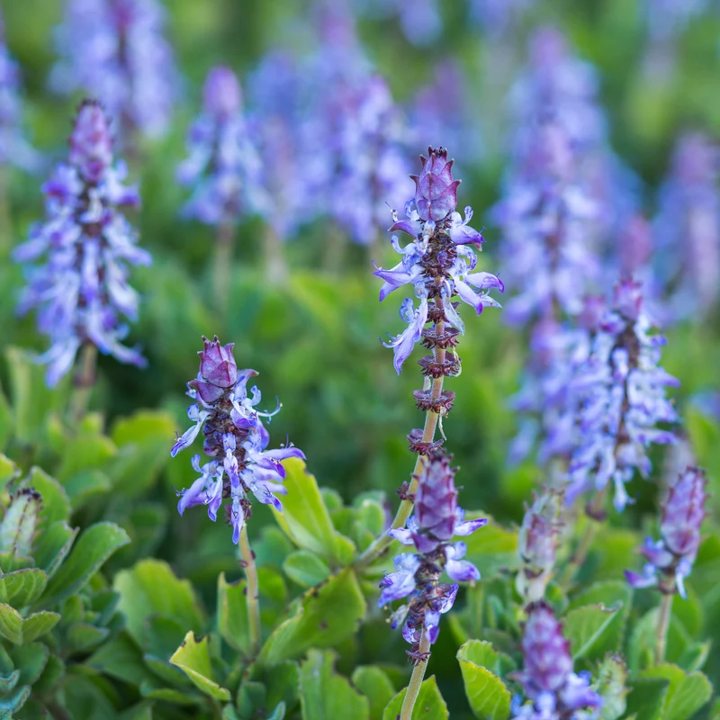 Coleus canina (x3)