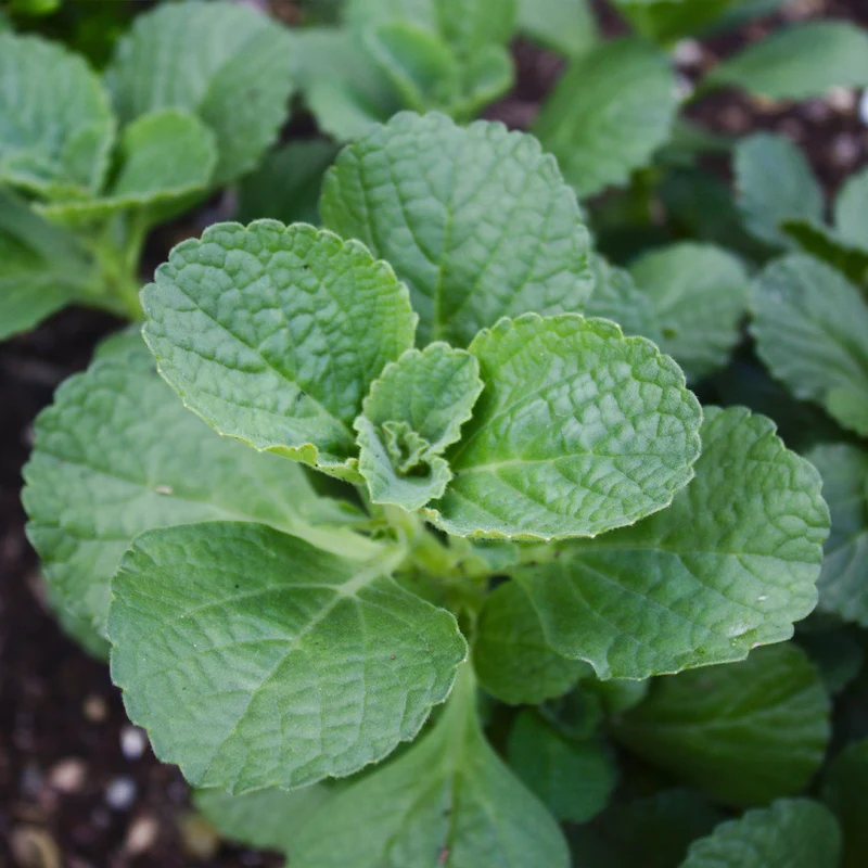 Coleus canina (x3)