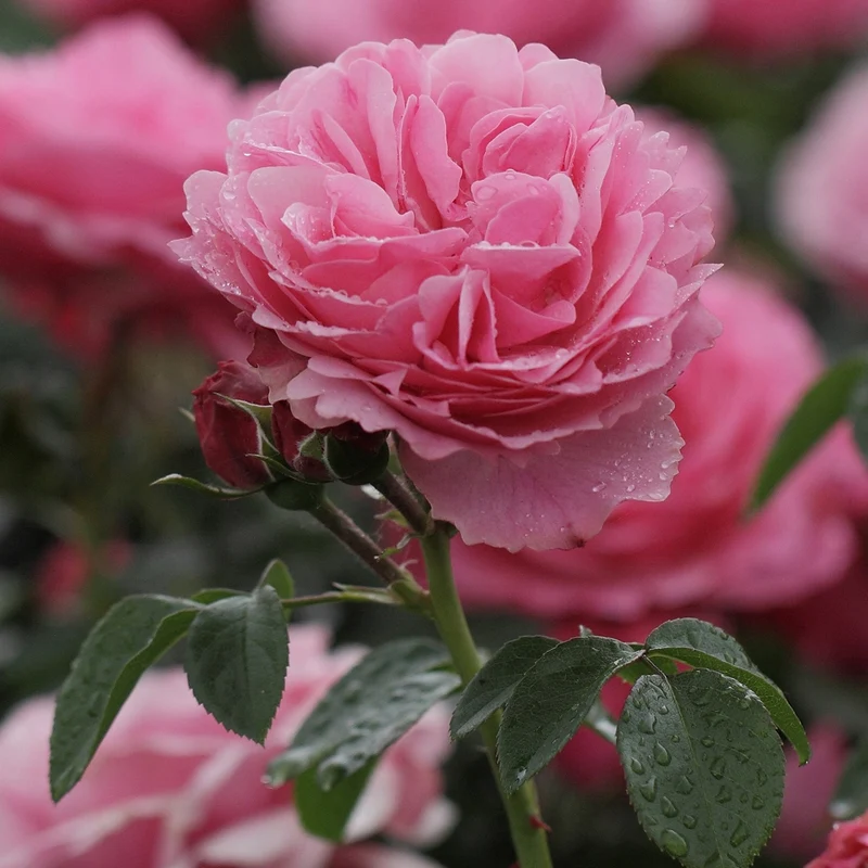 Rose 'Leonardo da Vinci'