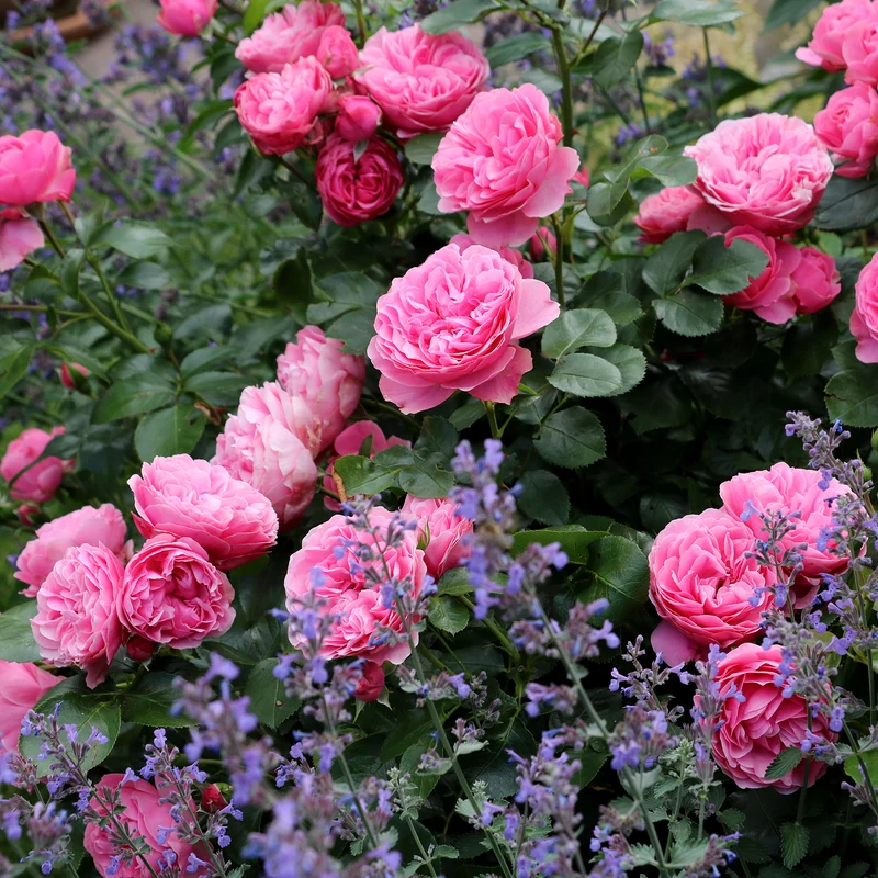 Rose 'Leonardo da Vinci'