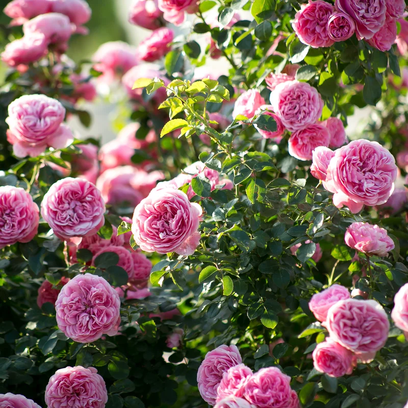 Rose 'Leonardo da Vinci'