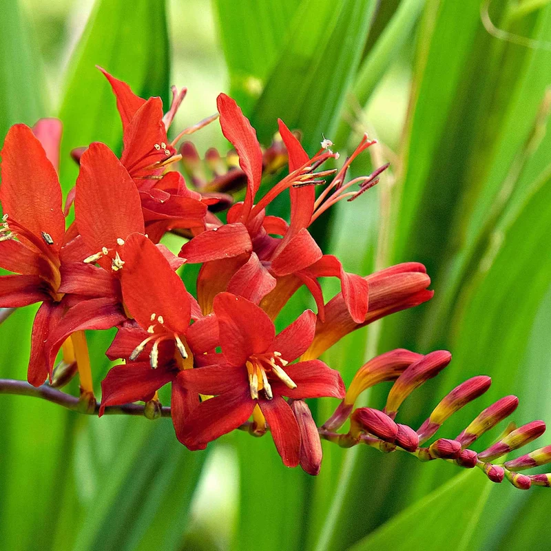 Crocosmia 'Lucifer' rot (x15)