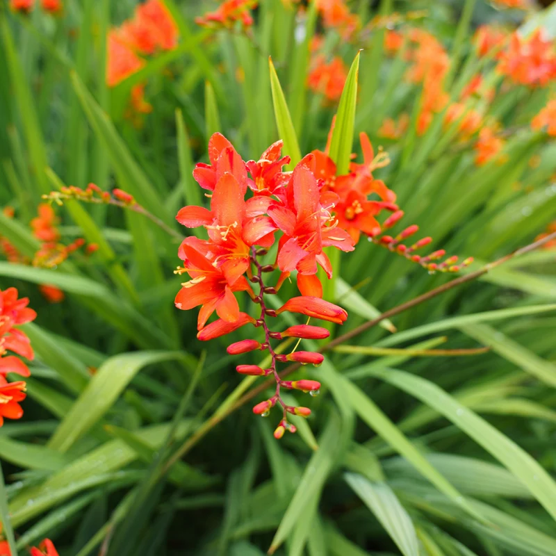 Crocosmia 'Lucifer' rot (x15)