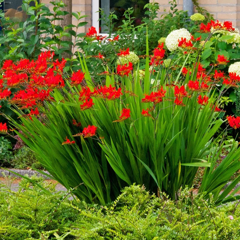 Crocosmia 'Lucifer' rot (x15)