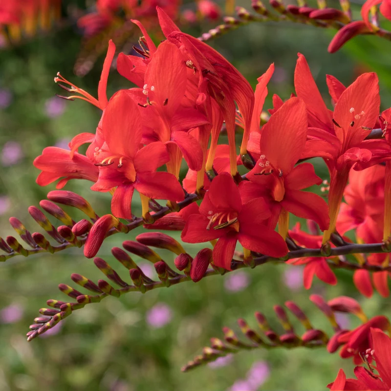 Crocosmia 'Lucifer' rot (x15)