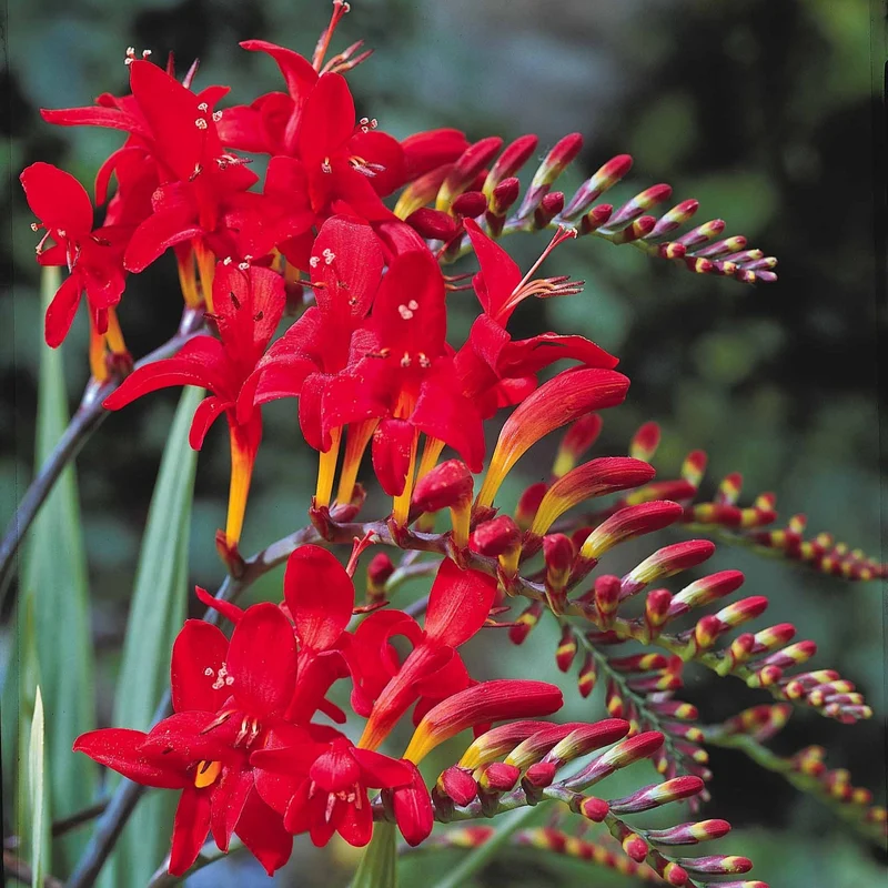 Crocosmia 'Lucifer' rot (x15)