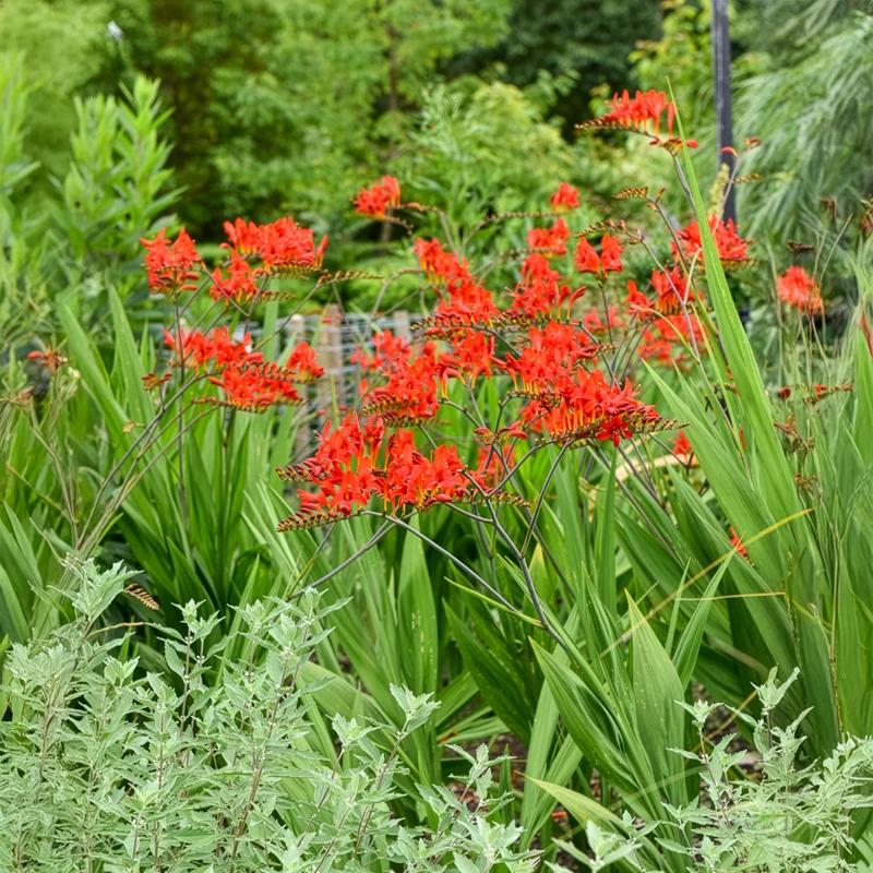 Crocosmia 'Lucifer' rot (x15)