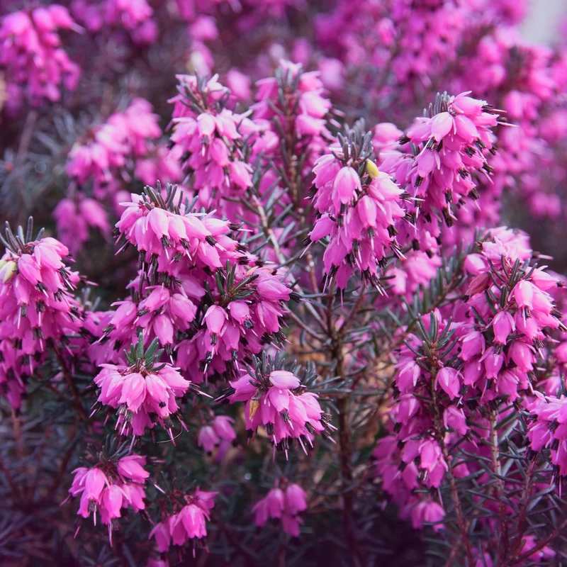 Winterheide ‘Lucie’