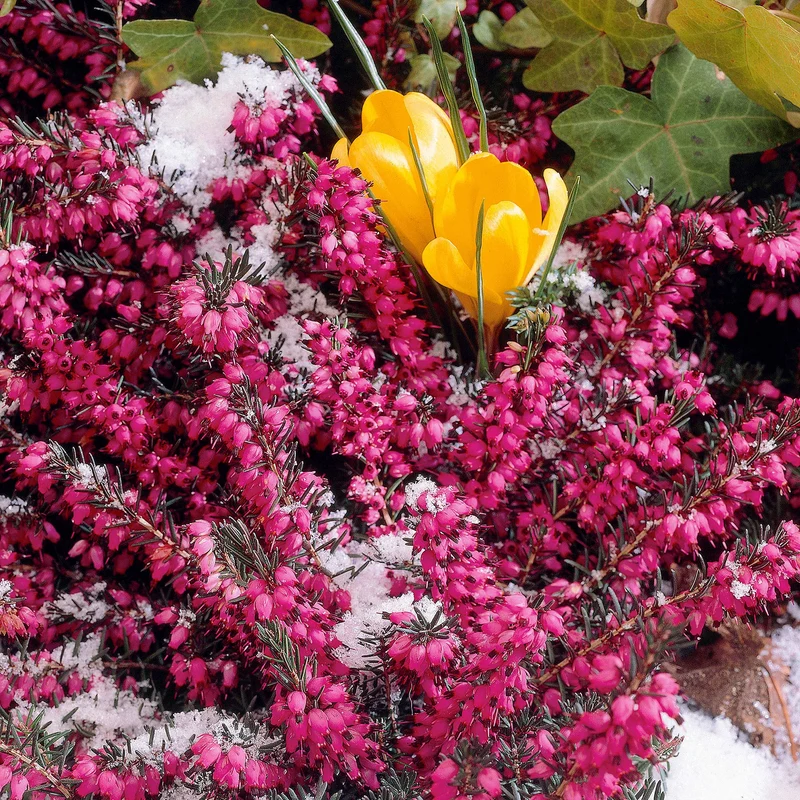 Winterheide ‘Lucie’