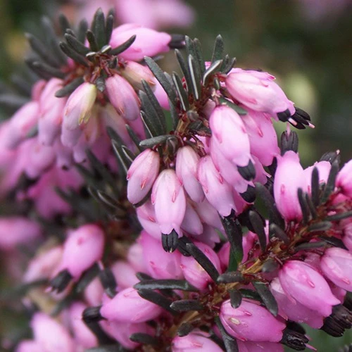 Winterheide ‘Lucie’