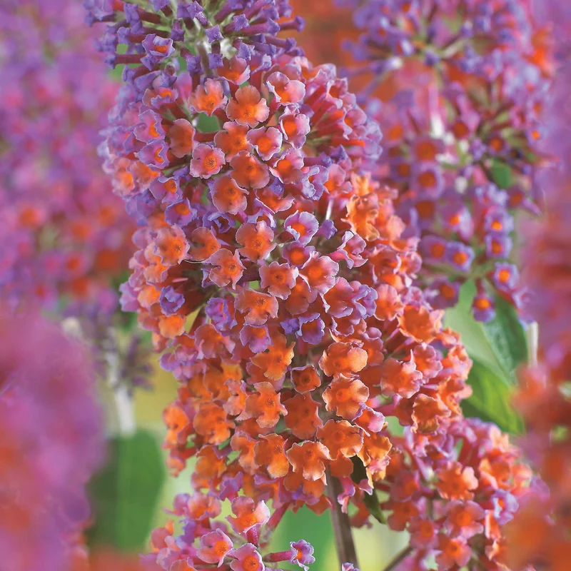 Sommerflieder Flower Power
