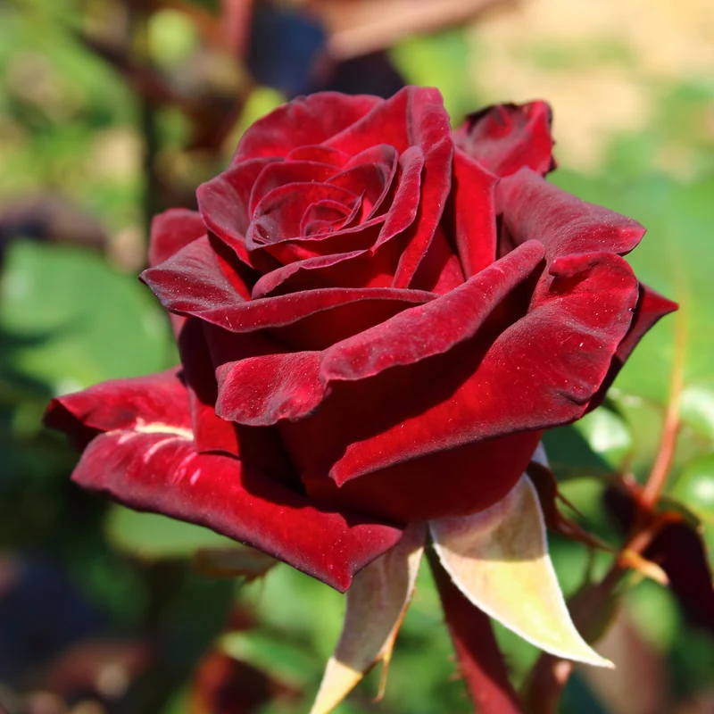 Strauchrose Black Baccara ® Meidebenne