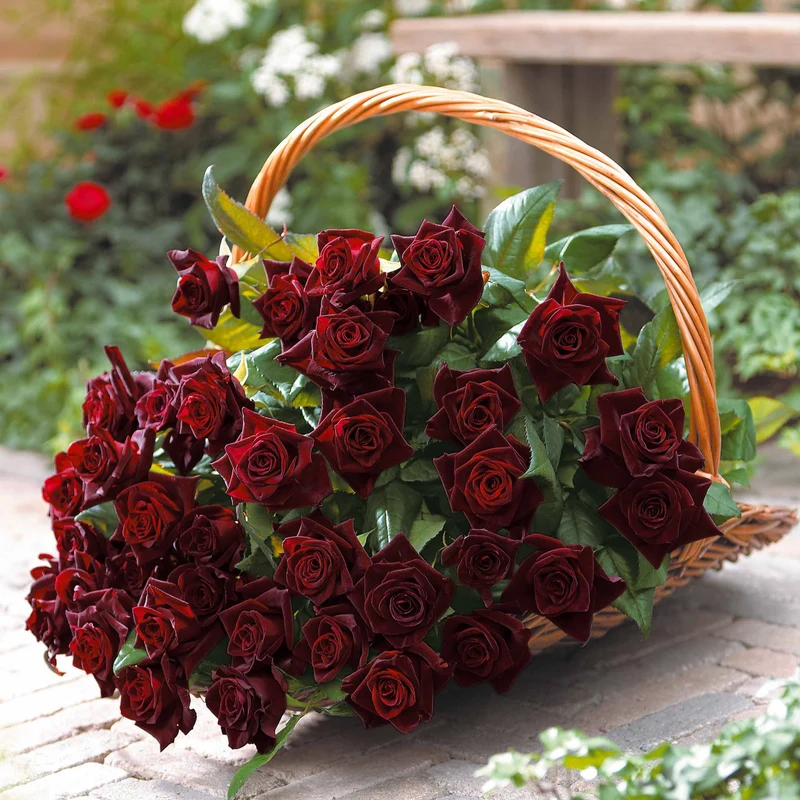 Strauchrose Black Baccara ® Meidebenne