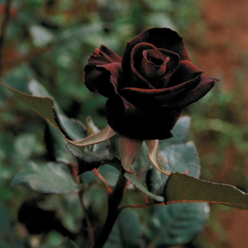 Strauchrose Black Baccara ® Meidebenne