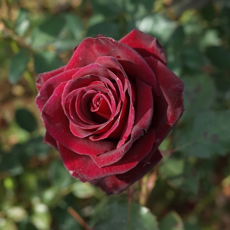 Strauchrose Black Baccara ® Meidebenne