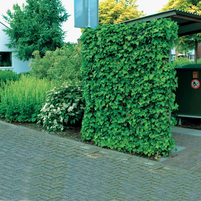 Großblättriger Irischer Efeu (x3)