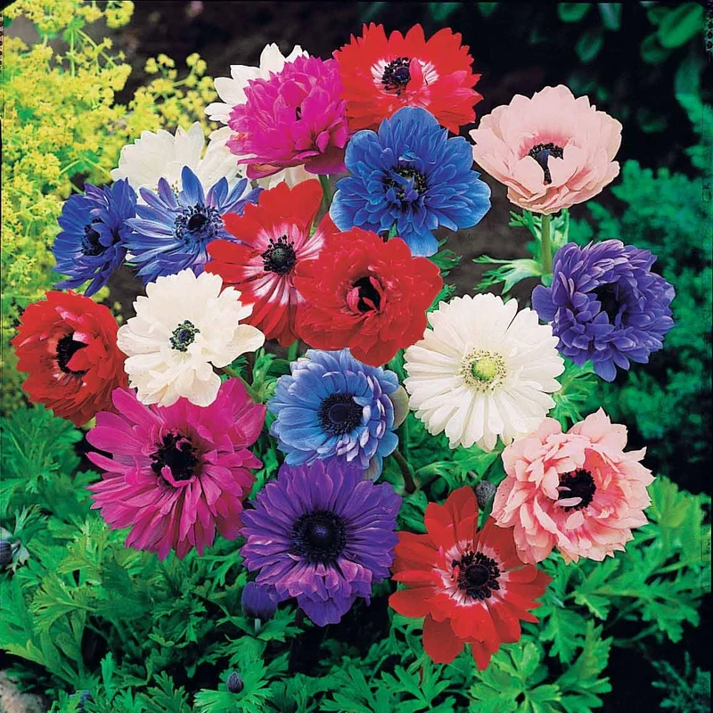 Anemone 'Sainte Brigitte' Mischung (x30)