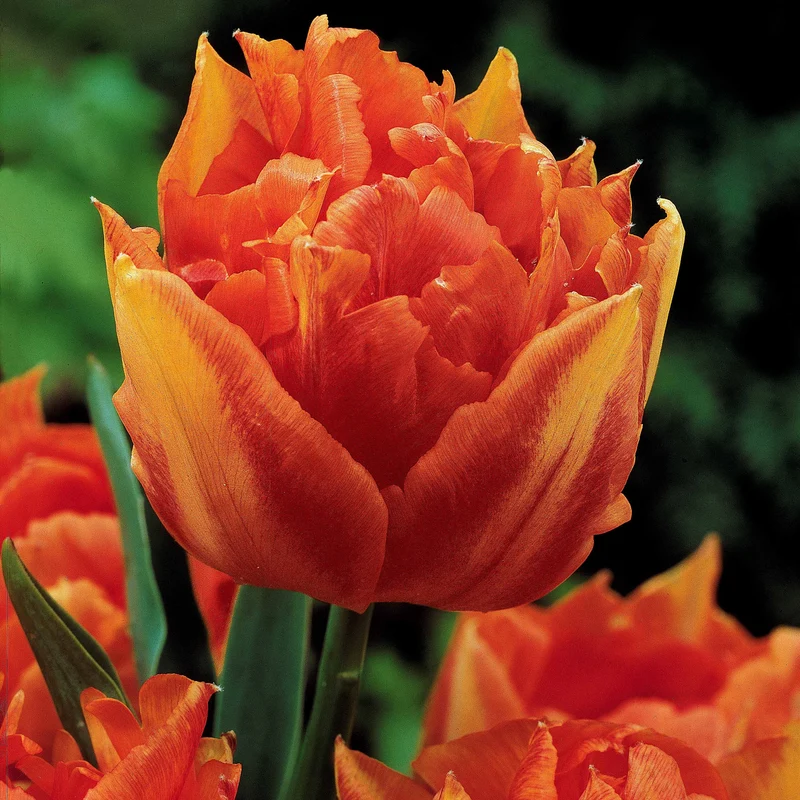 Tulpen frühblühende Murillo-Mischung (x25)