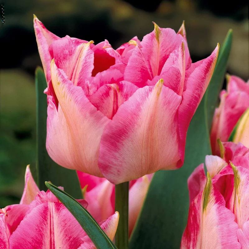 Tulpen frühblühende Murillo-Mischung (x25)