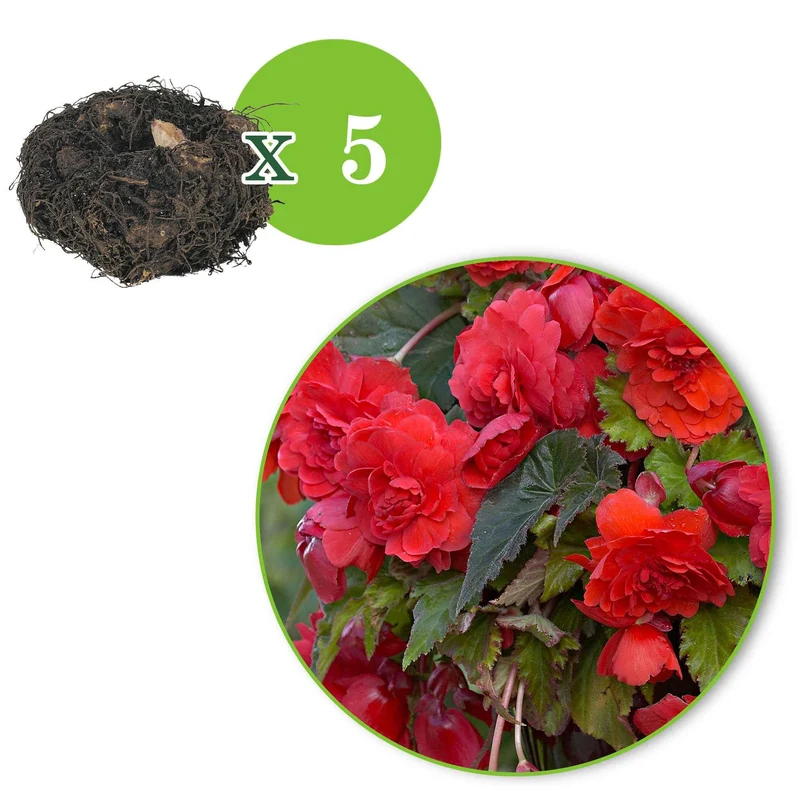 Duft-Begonie 'Red Glory' (x5)