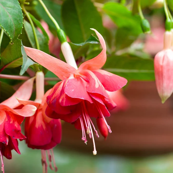 Hängende Fuchsien Bicentennial (x3)