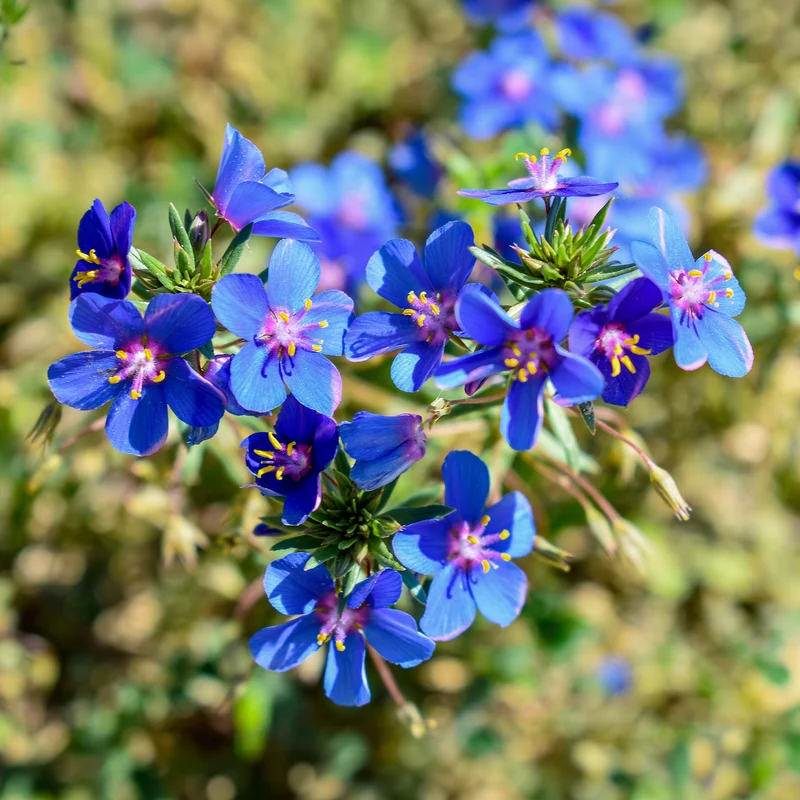 Blaue Anagallis (Linn-Leinkraut)